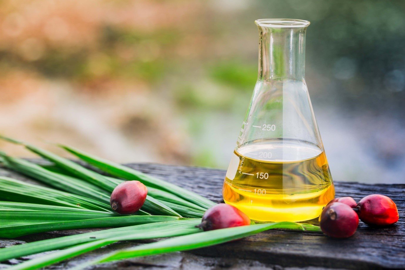 Crude Palm Kernel Oil in a glass flask surrounded by palm fruits